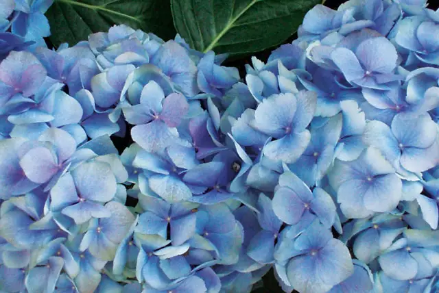 Hydrangea: Keep away from pets! Hydrangeas contain low levels of cyanide that depress respiration in animals, causing vomiting, even death.